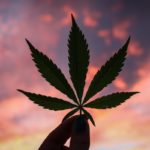 Overcoming Digital Marketing Challenges in the Legal Cannabis Industry